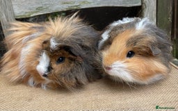 Guinea Pig rodents for sale: Lovely baby girls - Image 8