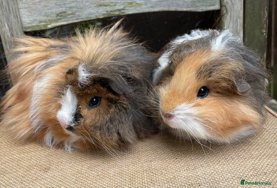 Guinea Pig rodents for sale: Lovely baby girls - Image 8