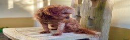 Cavapoo dogs for stud: Cavapoo stud dog Hipscored DNA tested in Winkleigh - Advert 6
