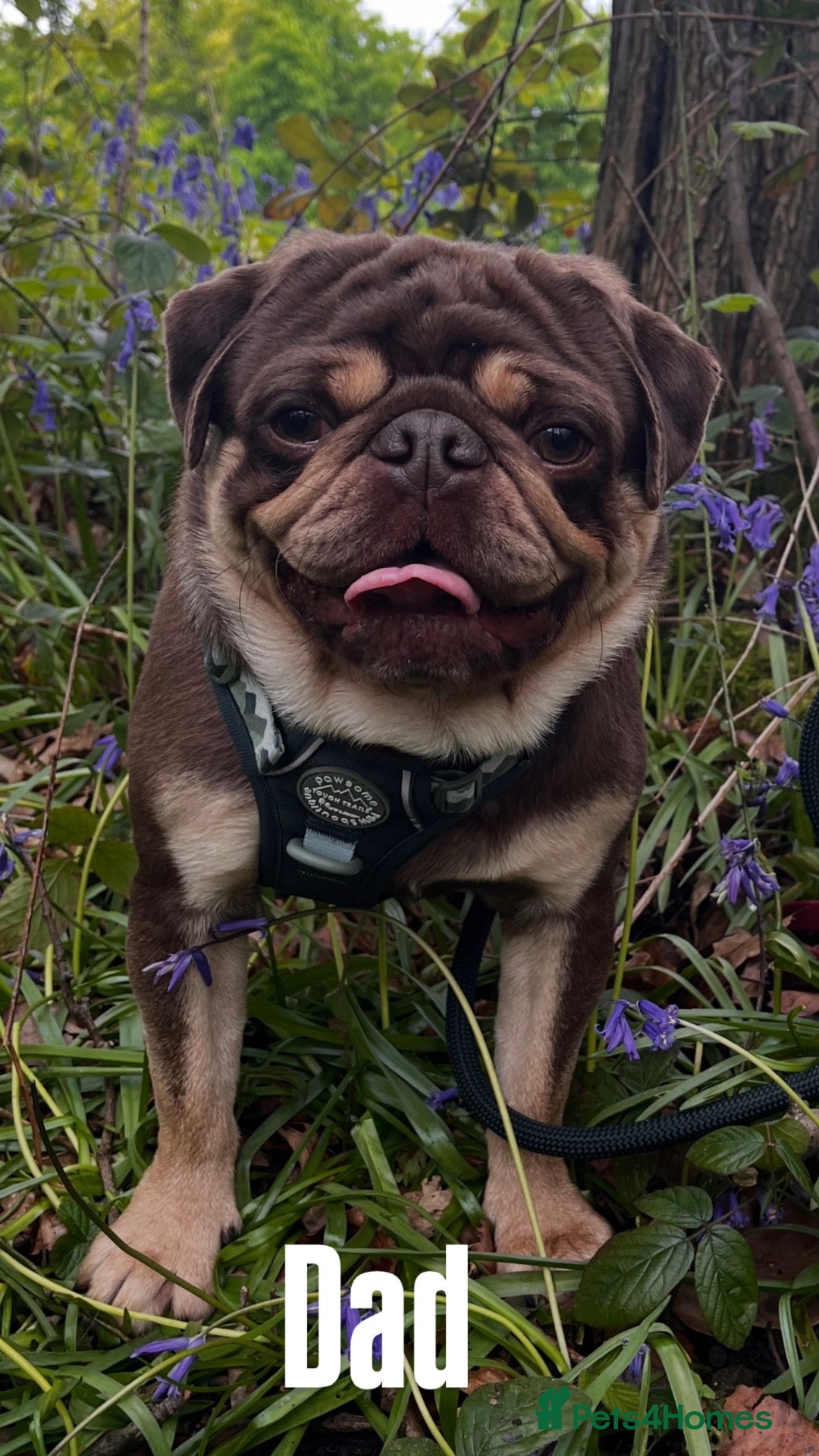 Pug dogs 3rd generation pugs health tested parents  - Advert 2