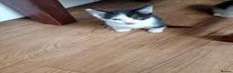 Mixed Breed cats for sale: beautiful kittens  - Advert 2