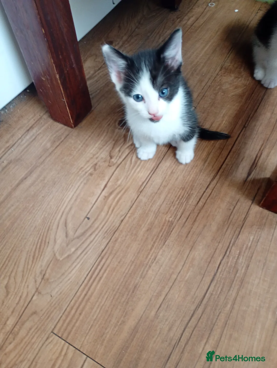 Mixed Breed cats for sale: beautiful kittens  - Advert 2