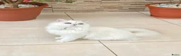 British Longhair cats for sale: Stunning British Longhair Kittens – Champion  - Advert 3
