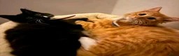 Mixed Breed cats for sale: Rehome  - Advert 3