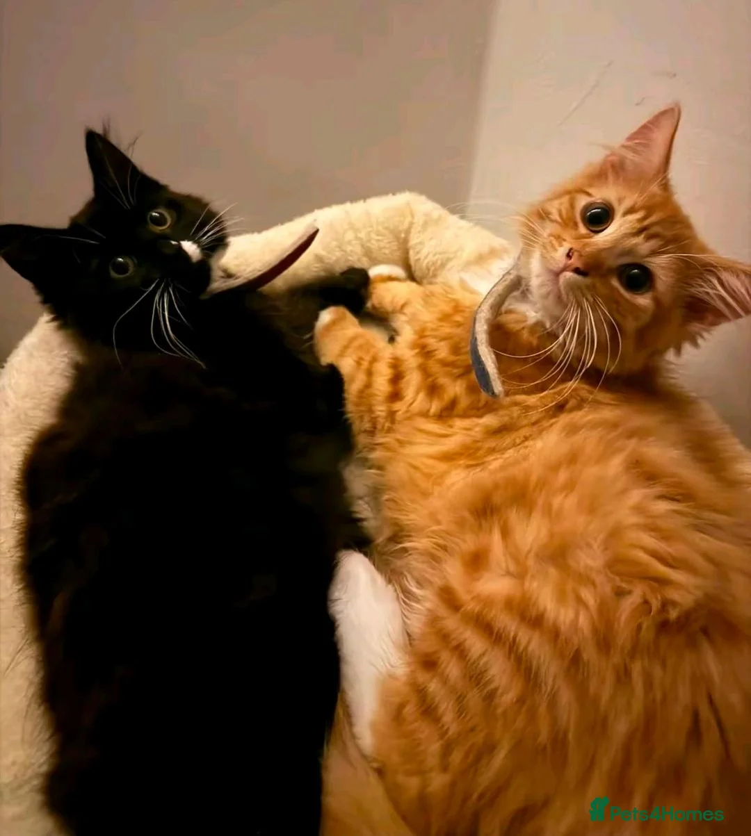 Mixed Breed cats for sale: Rehome  - Advert 3