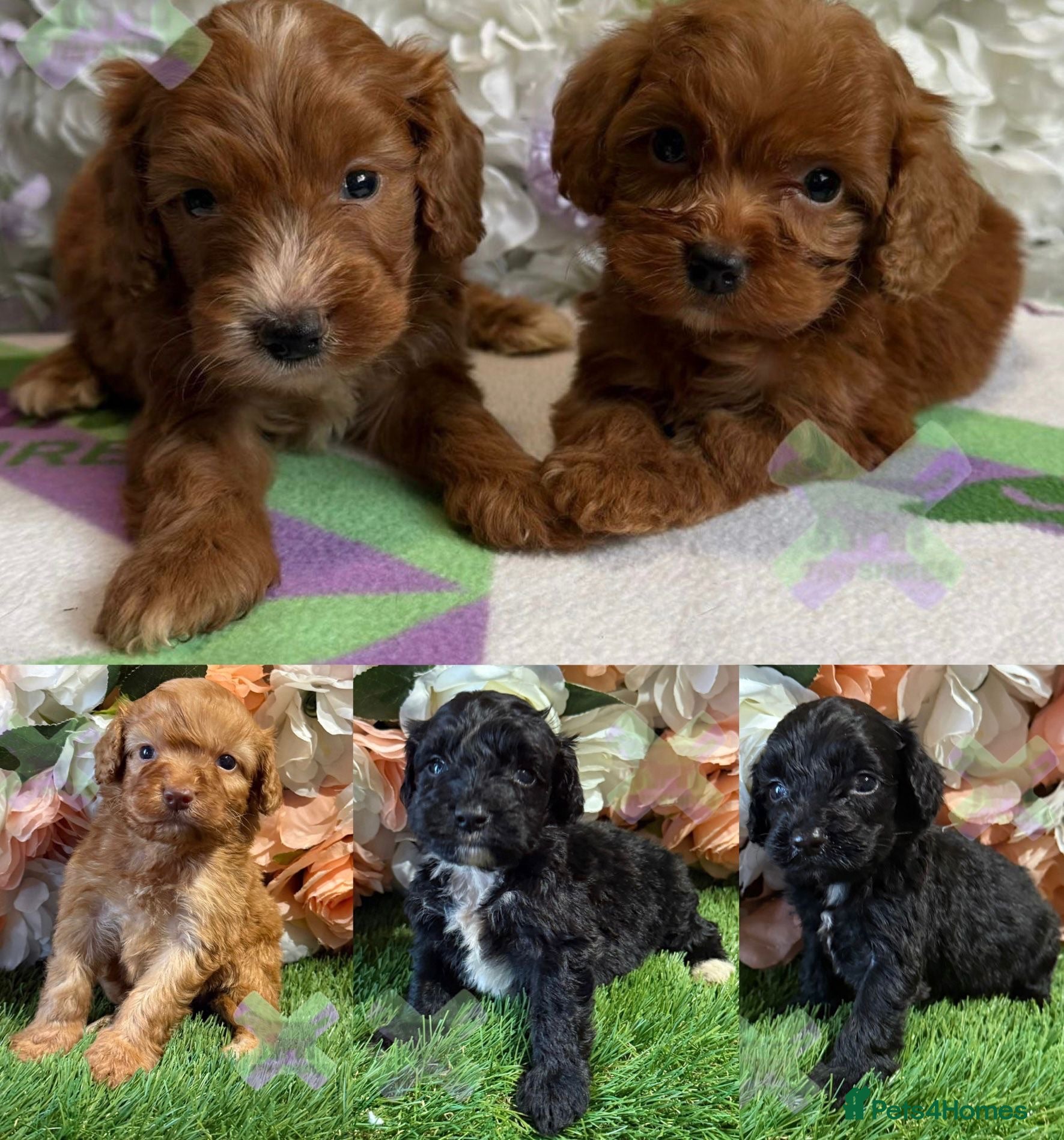 Cockapoo dogs F1 mini Cockapoo’s 30 dna health tested clear  - Advert 1