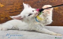 Maine Coon cats for sale: Championship line GCCF Maine Coon kittens  - Image 16