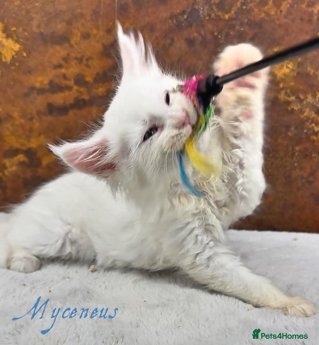 Maine Coon cats for sale: Championship line GCCF Maine Coon kittens  - Image 16