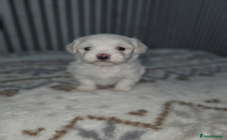 Maltipoo dogs Unique Korean miniature Maltipoos 🐶 🏡 🐾  - Advert 5