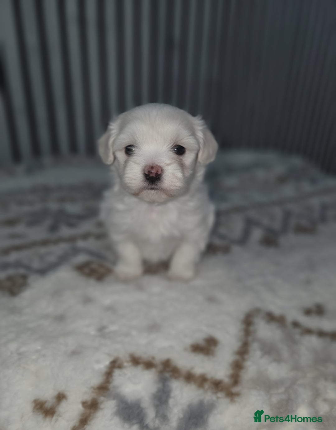 Maltipoo dogs for sale: Unique Korean miniature Maltipoos 🐶 🏡 🐾  - Advert 3
