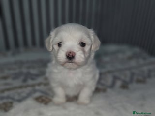 Maltipoo dogs Unique Korean miniature Maltipoos 🐶 🏡 🐾 - Advert 1