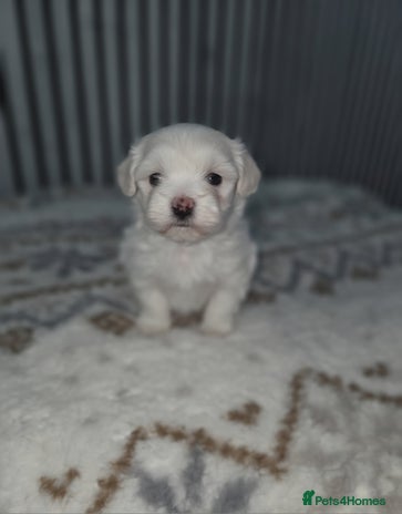 Maltipoo dogs Unique Korean miniature Maltipoos 🐶 🏡 🐾 - Advert 5