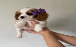 Cavalier King Charles Spaniel dogs for sale: Beautiful King Charles cavalier puppy’s  in Sunderland - Image 30