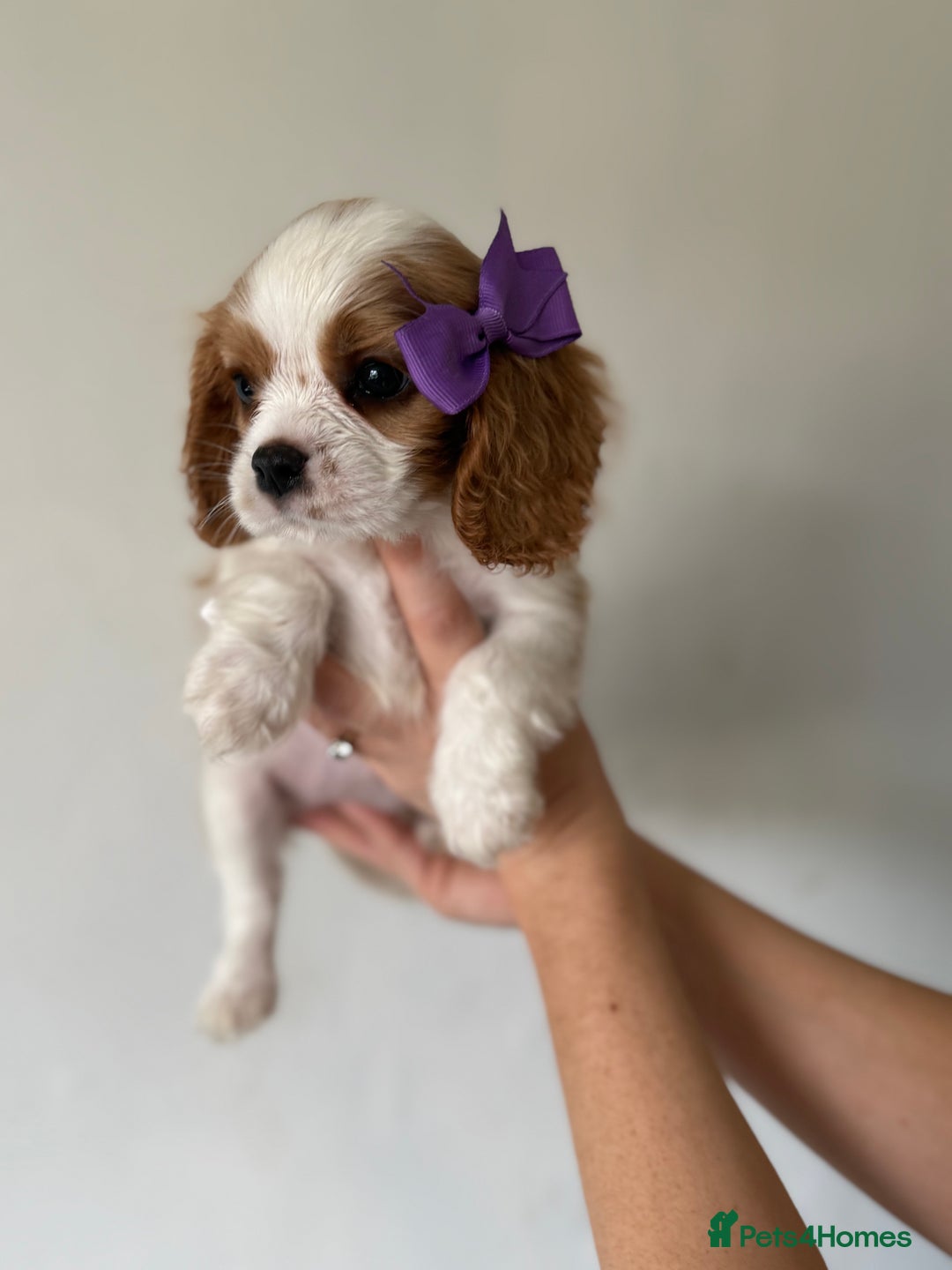 Cavalier King Charles Spaniel dogs for sale: Beautiful King Charles cavalier puppy’s  in Sunderland - Image 30