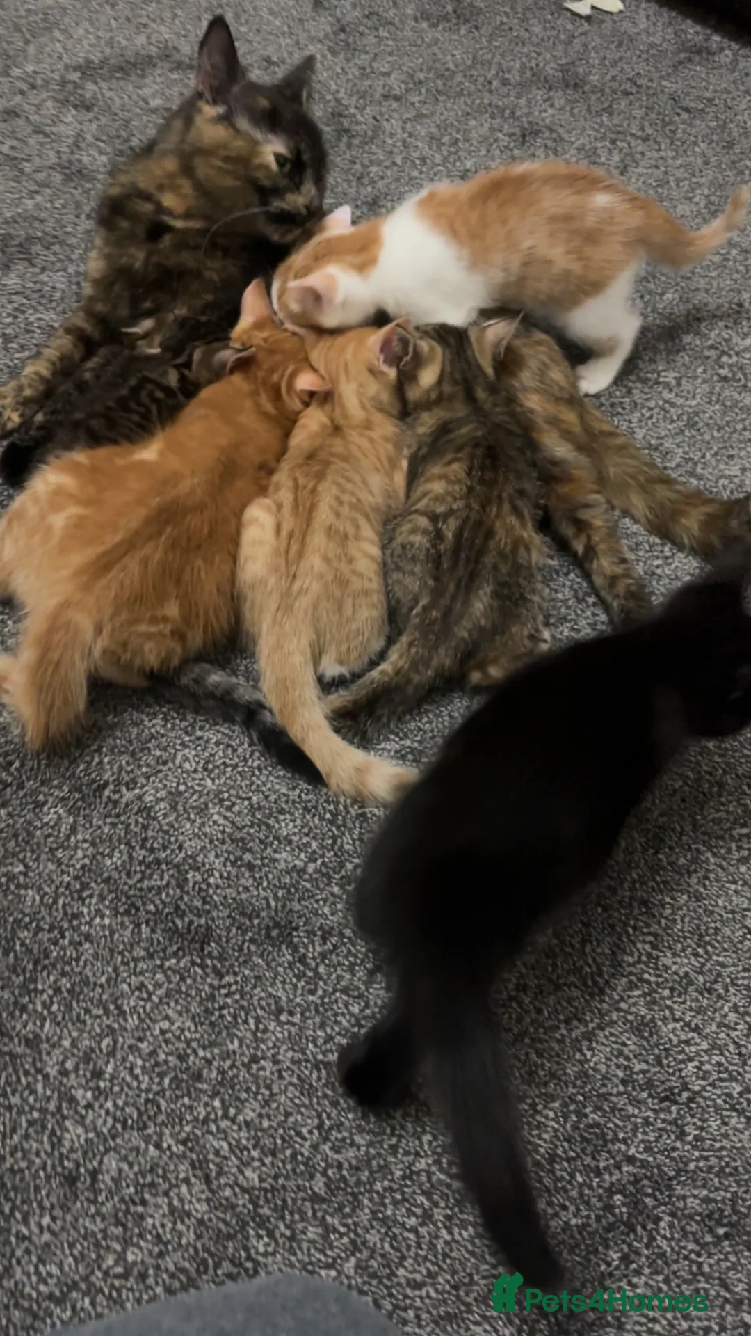 Domestic Shorthair cats for sale: Domestic Shorthairs - Tabbies and Ginger babies  - Advert 2