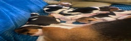 Beagle dogs for sale: 5 Beautiful tri beagle pups  - Advert 3