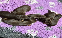 Cocker Spaniel dogs for sale: ASH X MICKEY-CHOC&TAN AVAILABLE-DoB-22.10.25 - Advert 2