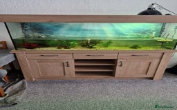 Turtle reptiles for sale: 2 musk turtles and tank - Image 1