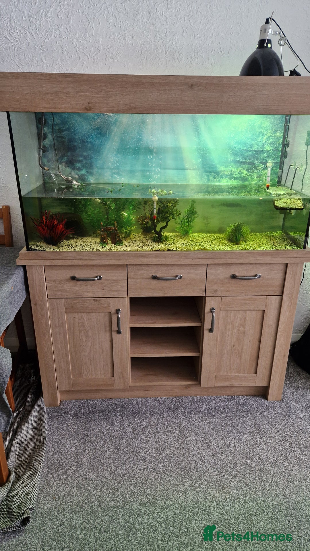 Turtle reptiles for sale: 2 musk turtles and tank - Image 1
