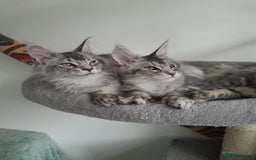 Maine Coon cats for sale: 3 maine coon girls black silver TICA pedigree - Image 14