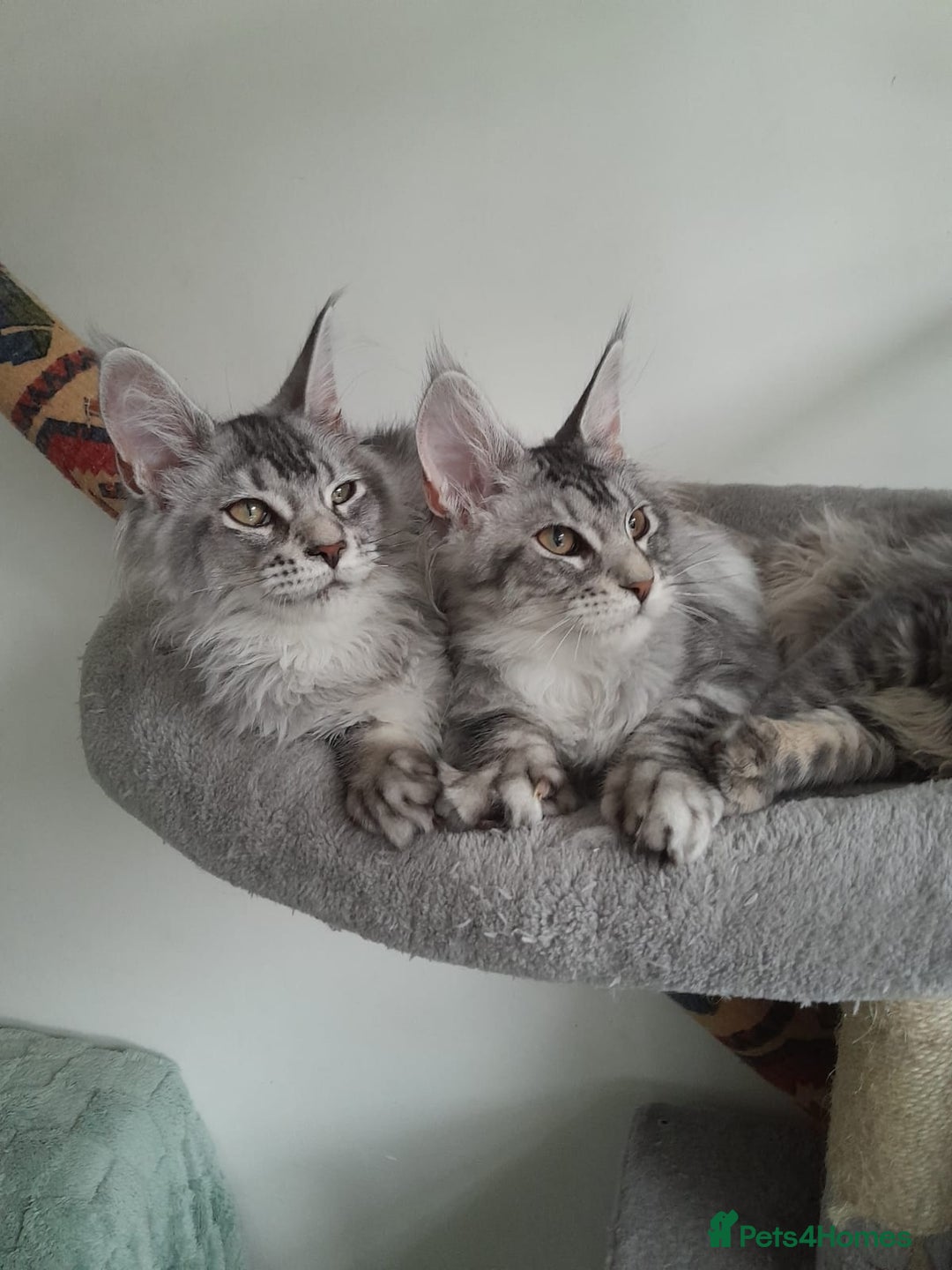 Maine Coon cats for sale: 3 maine coon girls black silver TICA pedigree - Image 14
