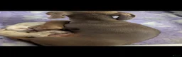 Miniature Dachshund dogs for stud: Chocolate and Tan for stud - Advert 2