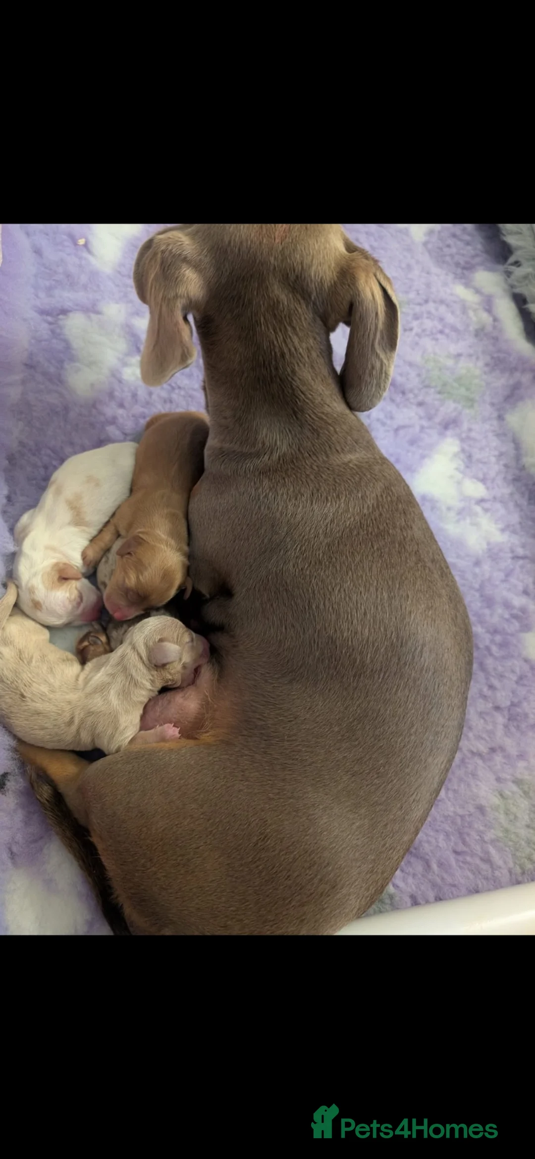 Miniature Dachshund dogs for stud: Chocolate and Tan for stud - Advert 2