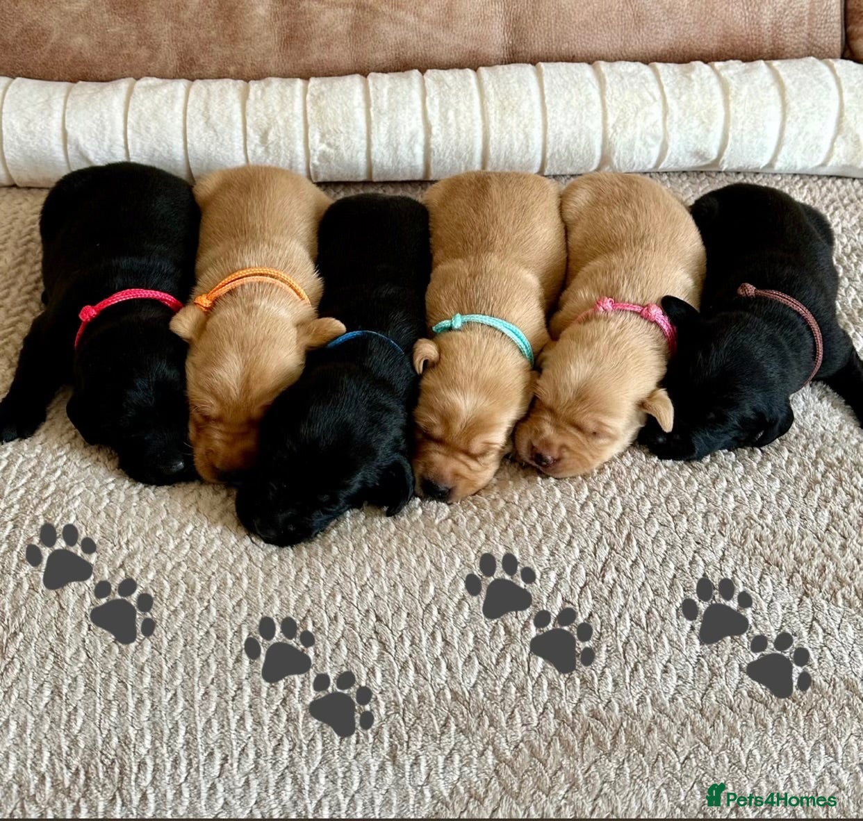 Labrador Retriever dogs * KC Reg Health Tested Puppies *  - Advert 7