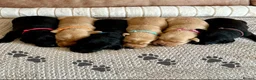 Labrador Retriever dogs for sale: * KC Reg Health Tested Puppies *  - Advert 1
