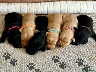 Labrador Retriever dogs * KC Reg Health Tested Puppies * - Advert 3