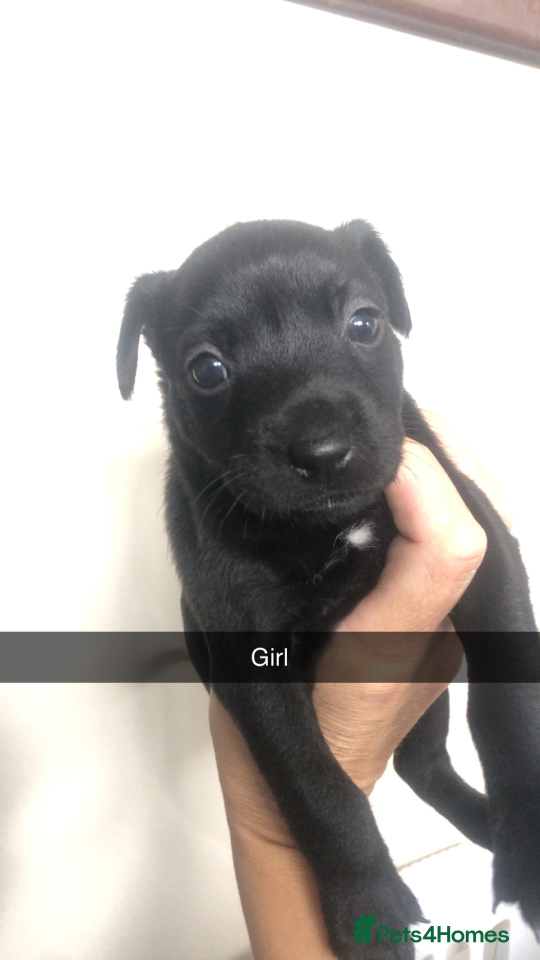 Patterdale Terrier dogs for sale: Patterdale terrier pups  - Image 2