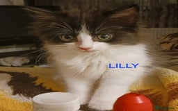 Ragdoll cats for sale: CUTE SOLID RAGDOLL KITTENS  - Image 5