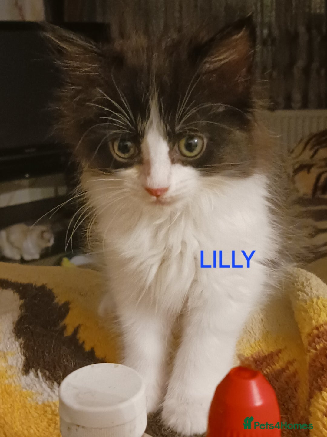 Ragdoll cats for sale: CUTE SOLID RAGDOLL KITTENS  - Image 5