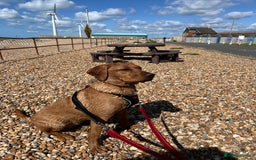 Labrador Retriever dogs for sale: Roxy the fox red Labrador  - Image 1