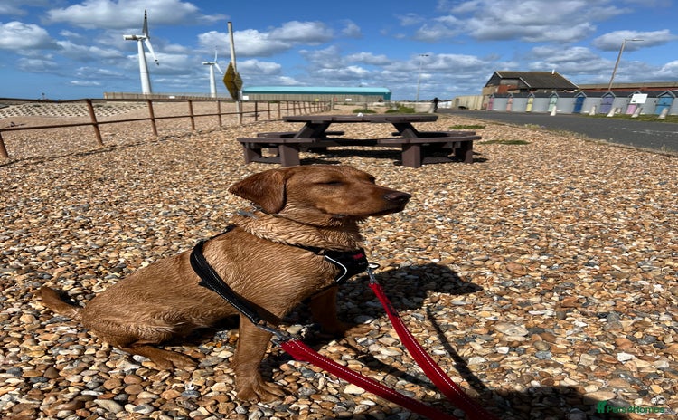 Labrador Retriever dogs - Advert 1