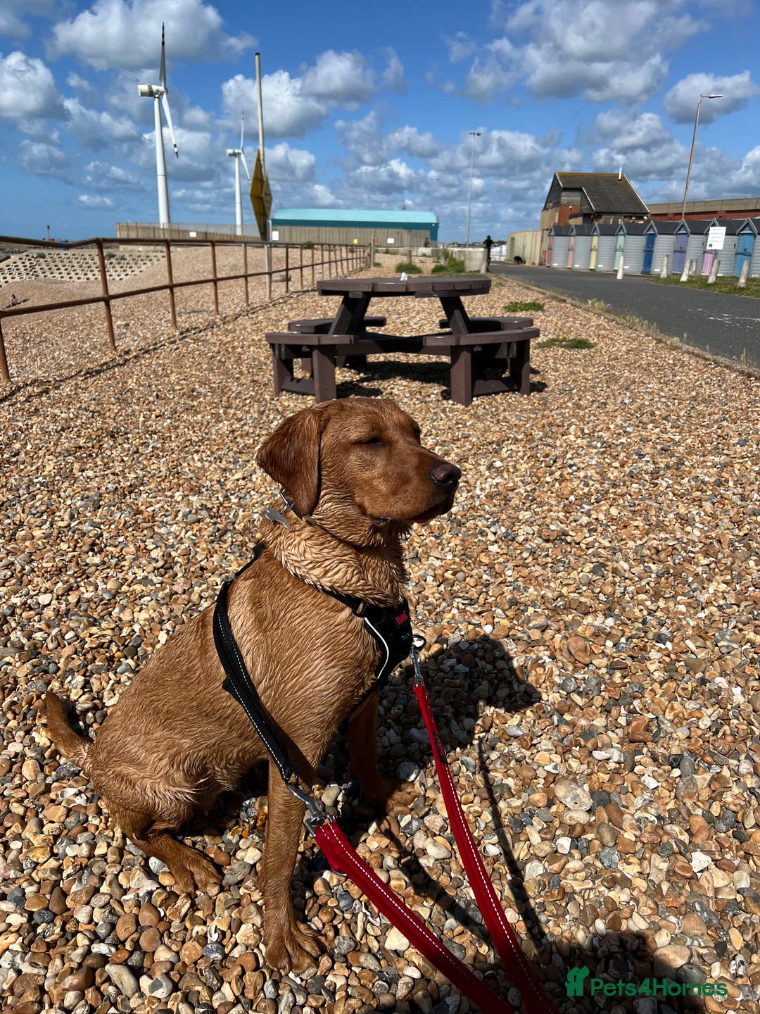 Labrador Retriever dogs for sale: Roxy the fox red Labrador  - Image 1