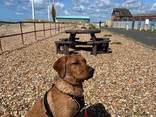 Labrador Retriever dogs - Advert 1