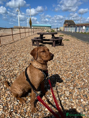 Labrador Retriever dogs - Advert 1