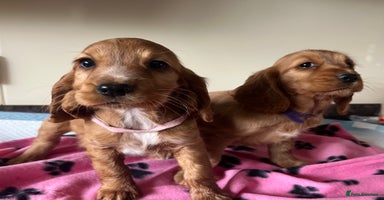 Cocker Spaniel dogs - Advert 3