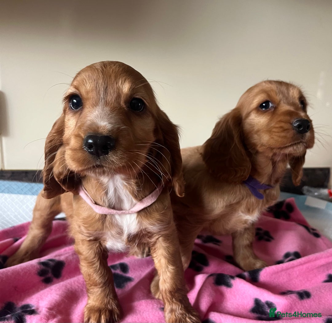 Cocker Spaniel dogs for sale: Golden show type cocker spaniel puppies  - Image 4