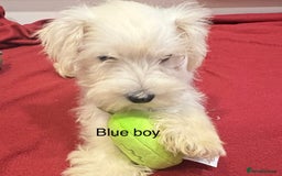 Schnoodle dogs for sale: Schnoodles  - Image 16