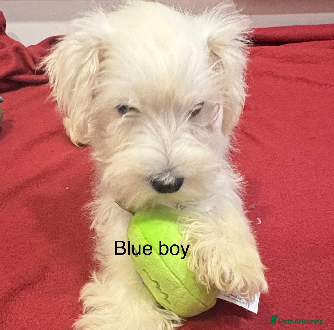 Schnoodle dogs for sale: Schnoodles  - Image 16