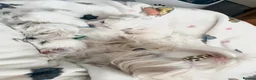 Maltese dogs for sale: GORGEOUS KOREAN MALTESE PUPPIES - Advert 26