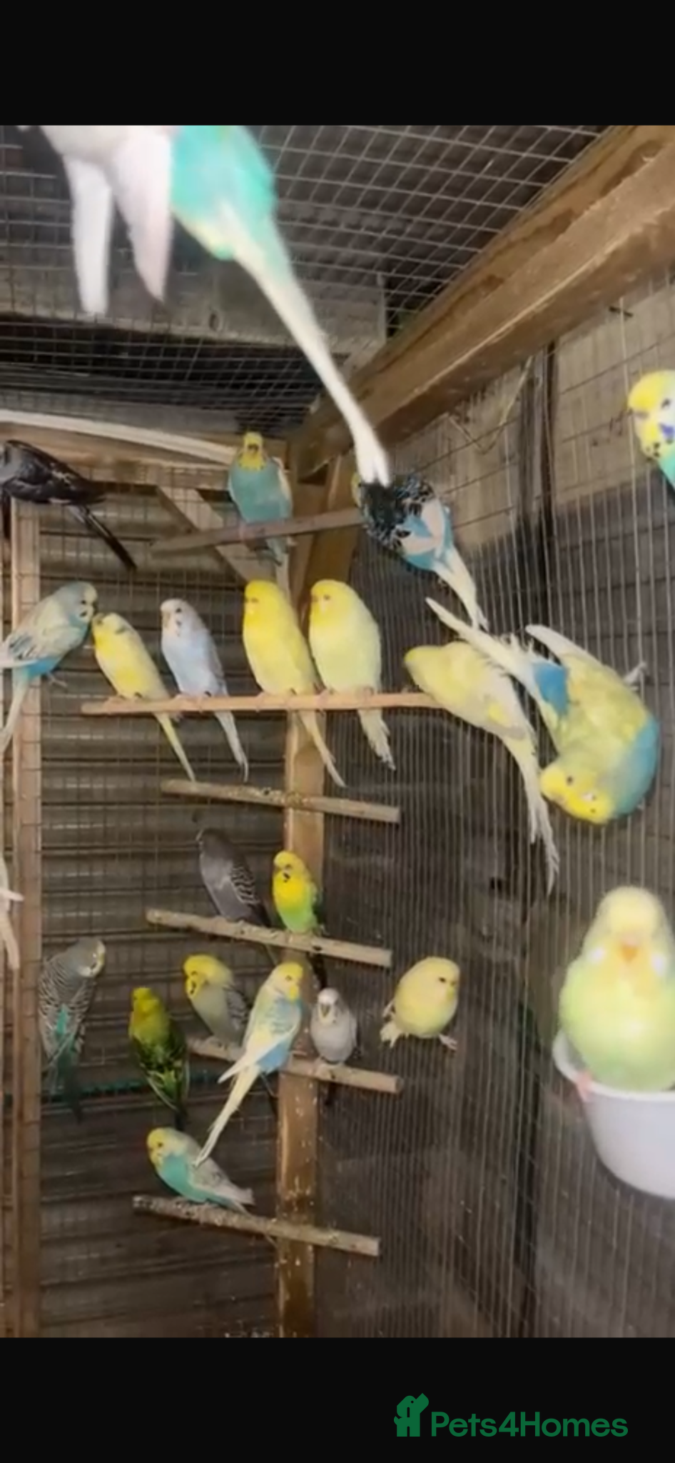Ringnecks birds Stunning budgies - Advert 7