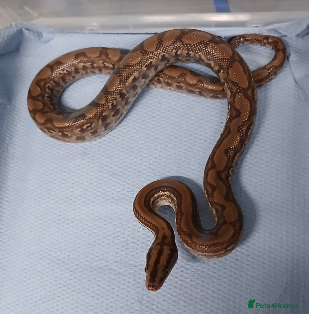 Boa Snake reptiles for sale: Het T+Albino Colombian Rainbow Boas - Image 3