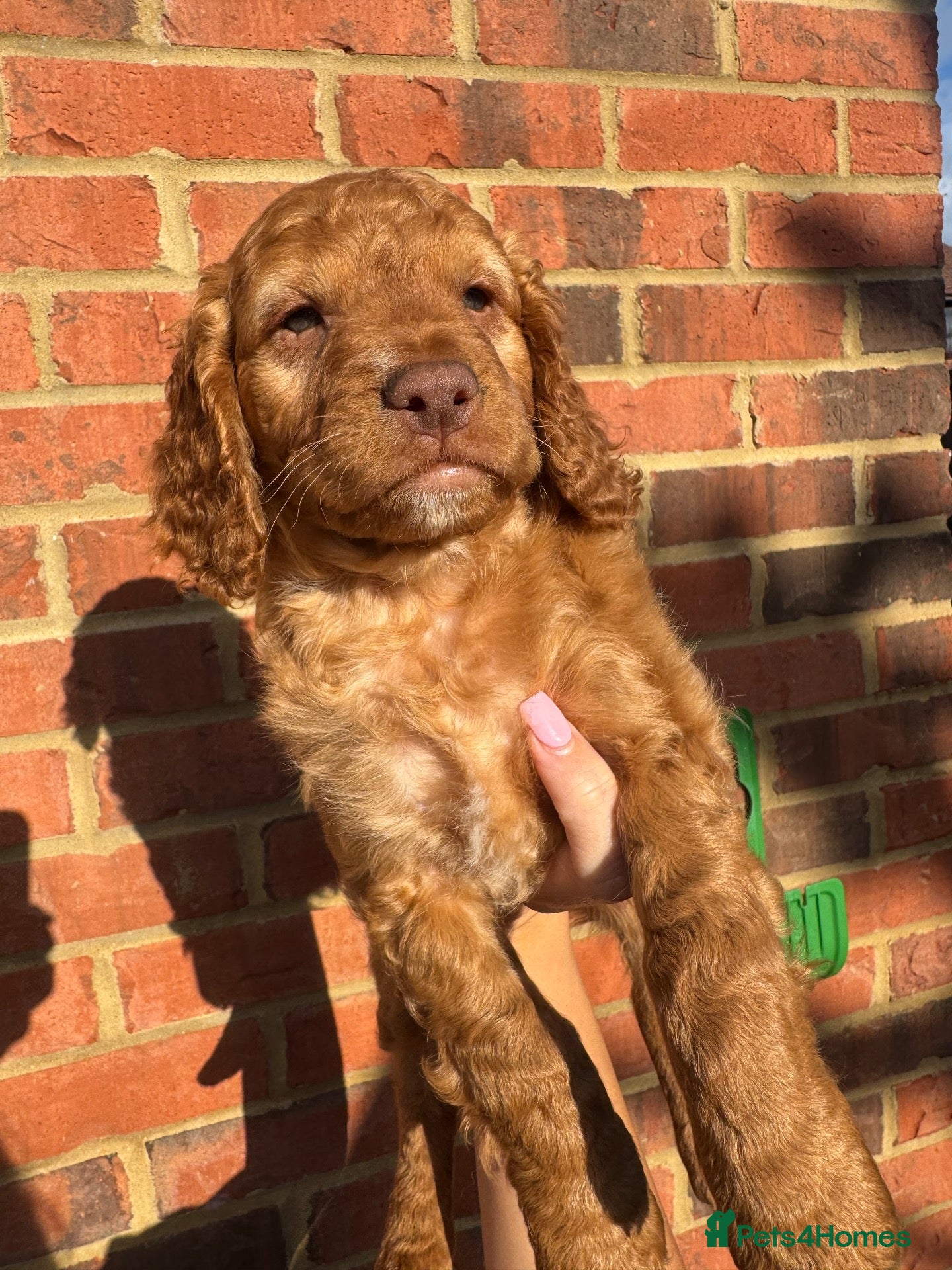 Cockapoo dogs F2 cockapoo 1 RED BOY remaining!  ❤️ - Advert 1
