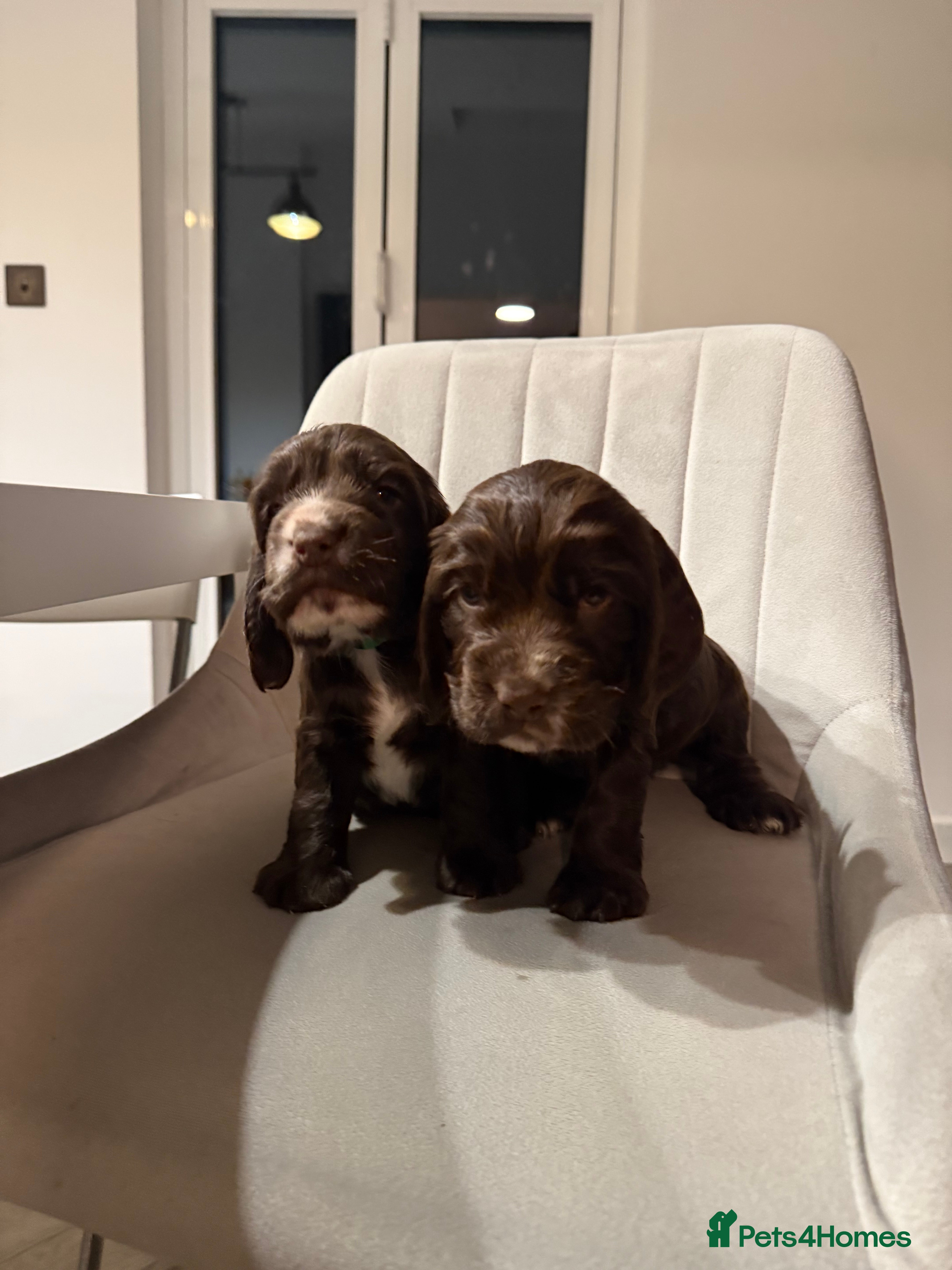 Cocker Spaniel dogs Exceptional Cocker Spaniel Puppies  - Advert 8