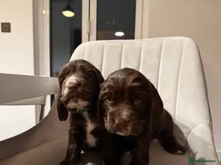 Cocker Spaniel dogs * Now taking Viewings* Show Cocker Spaniel Pups - Advert 17