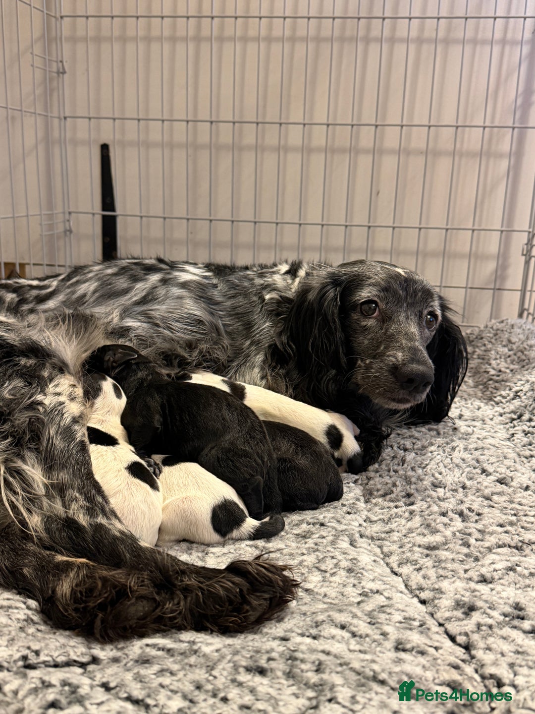 Sprocker dogs for sale: Sprocker spaniel puppies - Advert 1