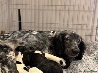 Sprocker dogs Sprocker spaniel puppies - Advert 14